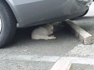 最近読んだ本♪♪